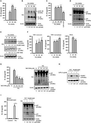 Mechanistic Insight Into the Activation of the NLRP3 Inflammasome by Neisseria gonorrhoeae in Macrophages